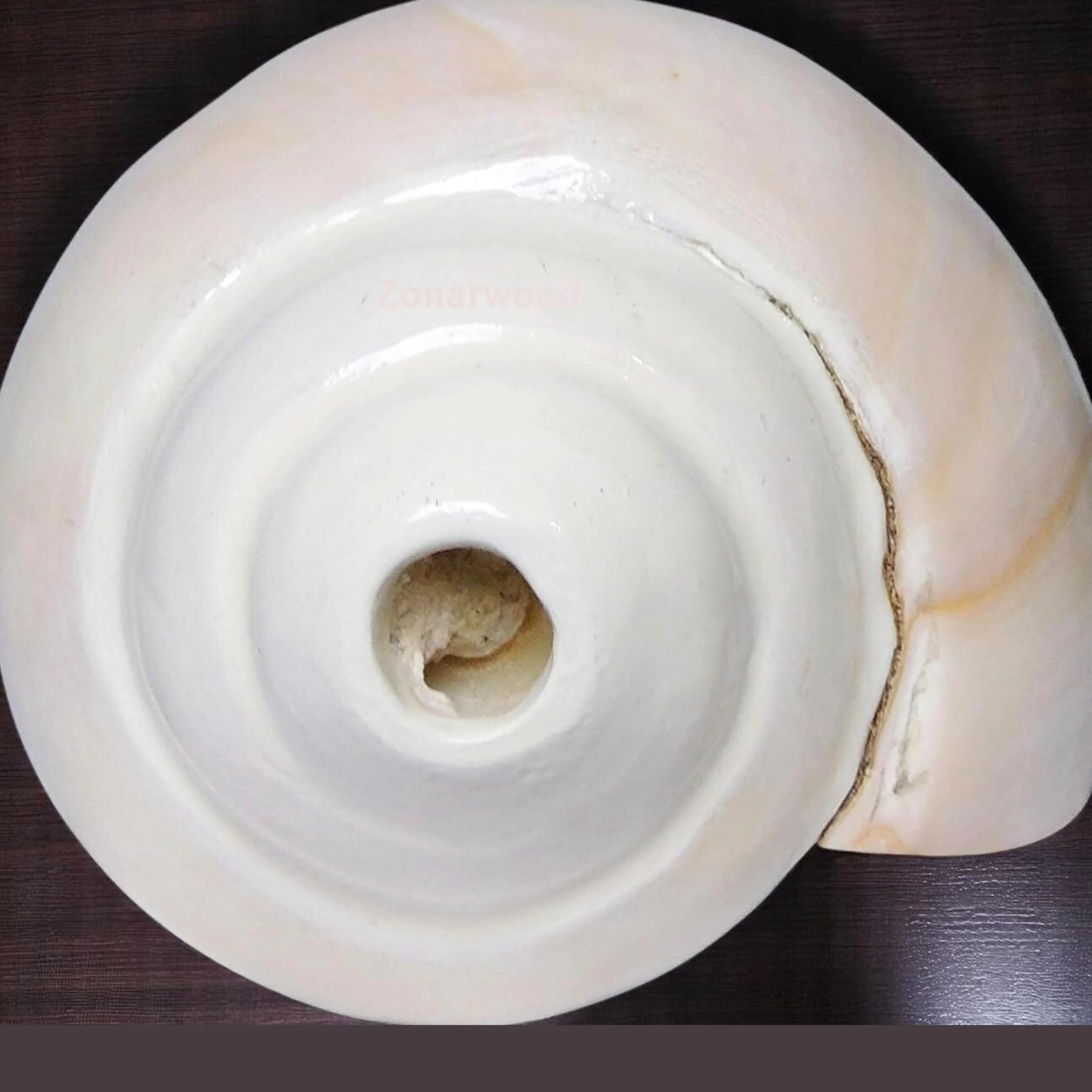 Original Blasender Schaft (VAMAVARTI BAJNEWALA) Schneckenmuschel – lauter und großer Vamavarti blätender Schaft (weiß) ~ Shankha-Muschelschalen – Meeresmuschel für Lungenstärke/Immunität 5" inch weiß