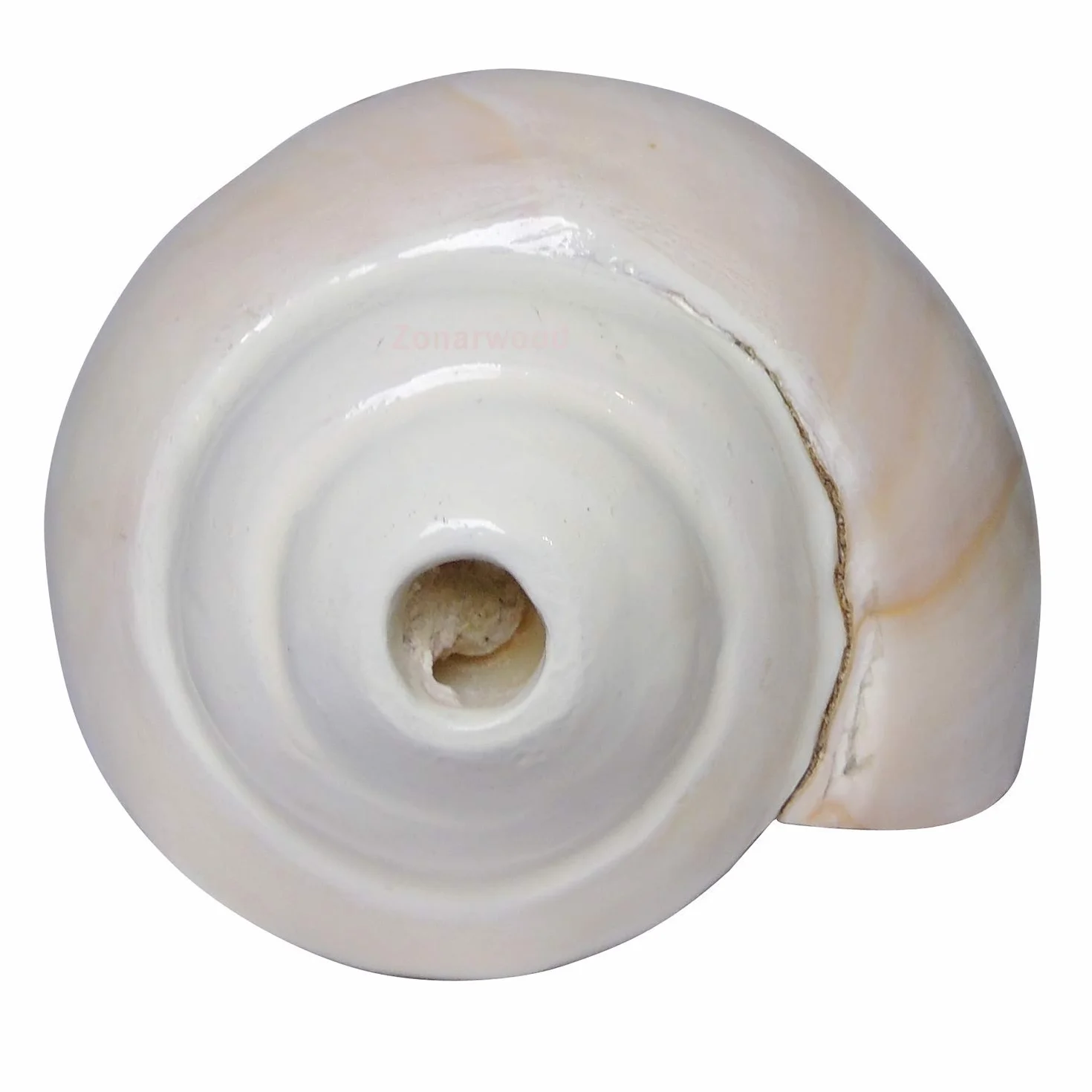 Original Blow Wave (VAMAVARTI BAJNEWALA) - Snail Shell - Loud and Big Vamavarti Blow Wave (White) ~ Shankha Clam Shells - Sea Clam for Lung Strength / Immunity 6 "inch