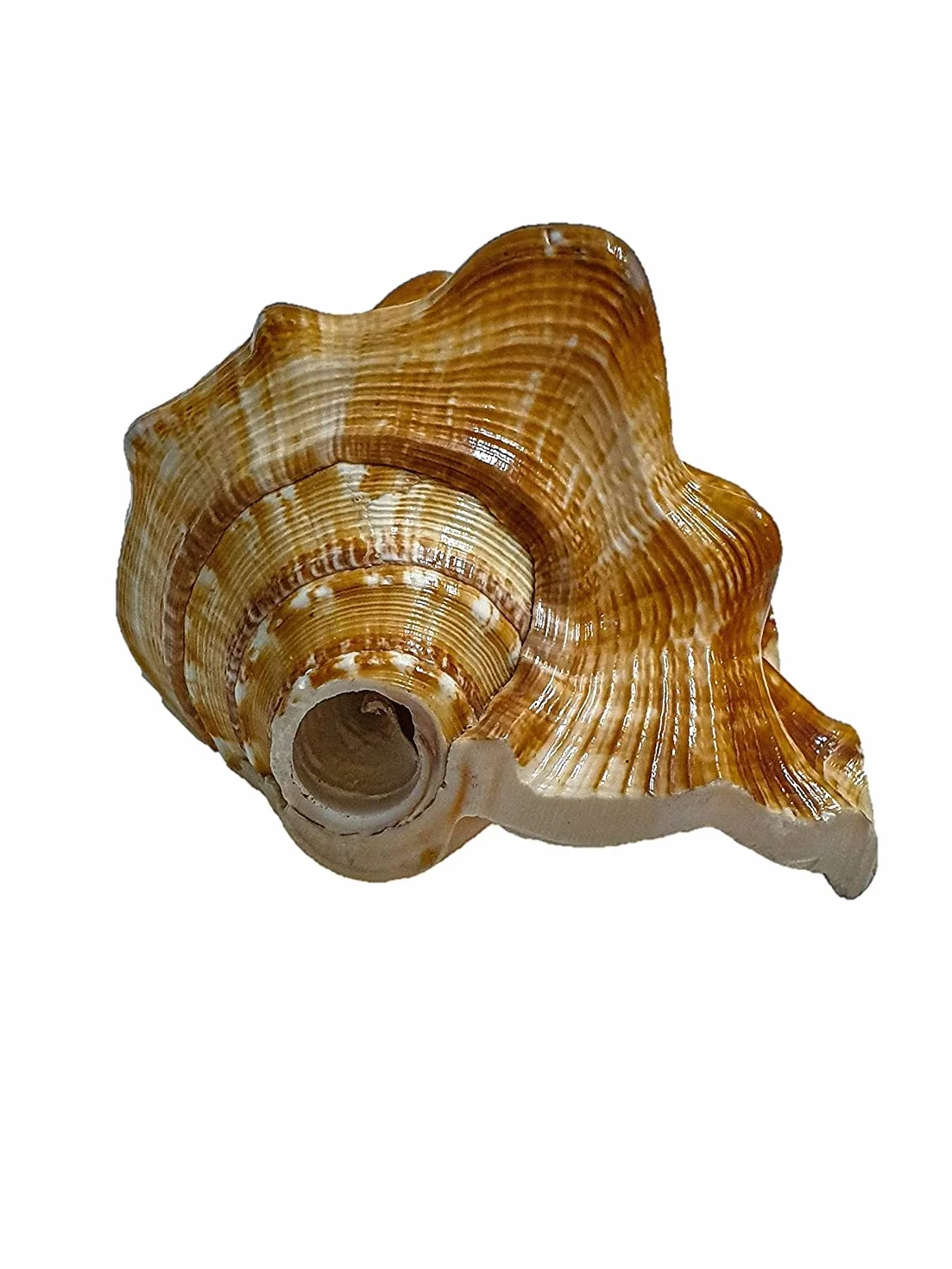 Aashita Creations Vamavarti Panchmukhi Shankh Pure Natural Shell | mit lautem Echo-Sound | Blowing Conch Shell | (L x B x H – 13 x 8,5 x 7 cm)