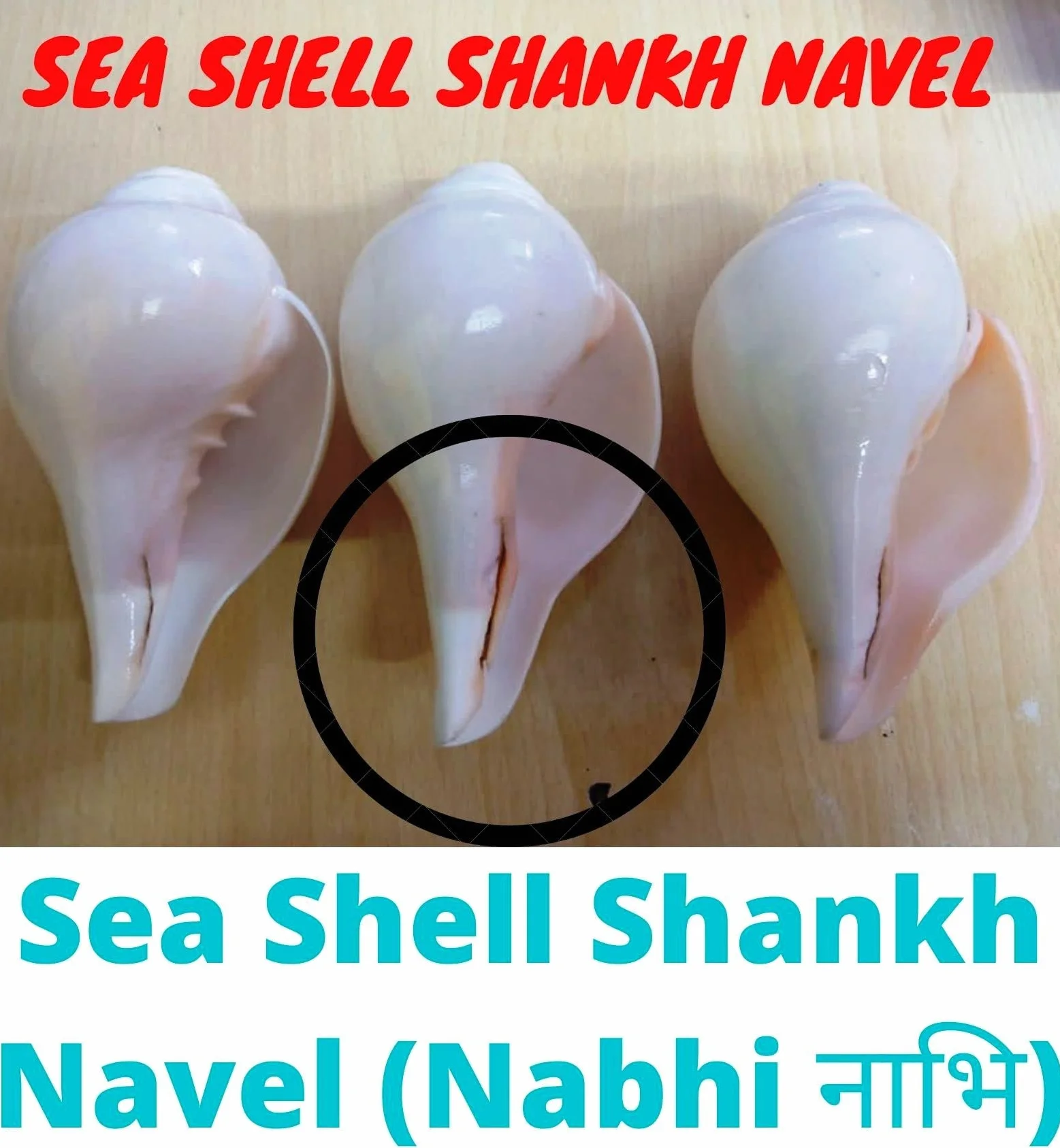 Original Blow Wave (VAMAVARTI BAJNEWALA) - Snail Shell - Loud and Big Vamavarti Blow Wave (White) ~ Shankha Clam Shells - Sea Clam for Lung Strength / Immunity 6 "inch