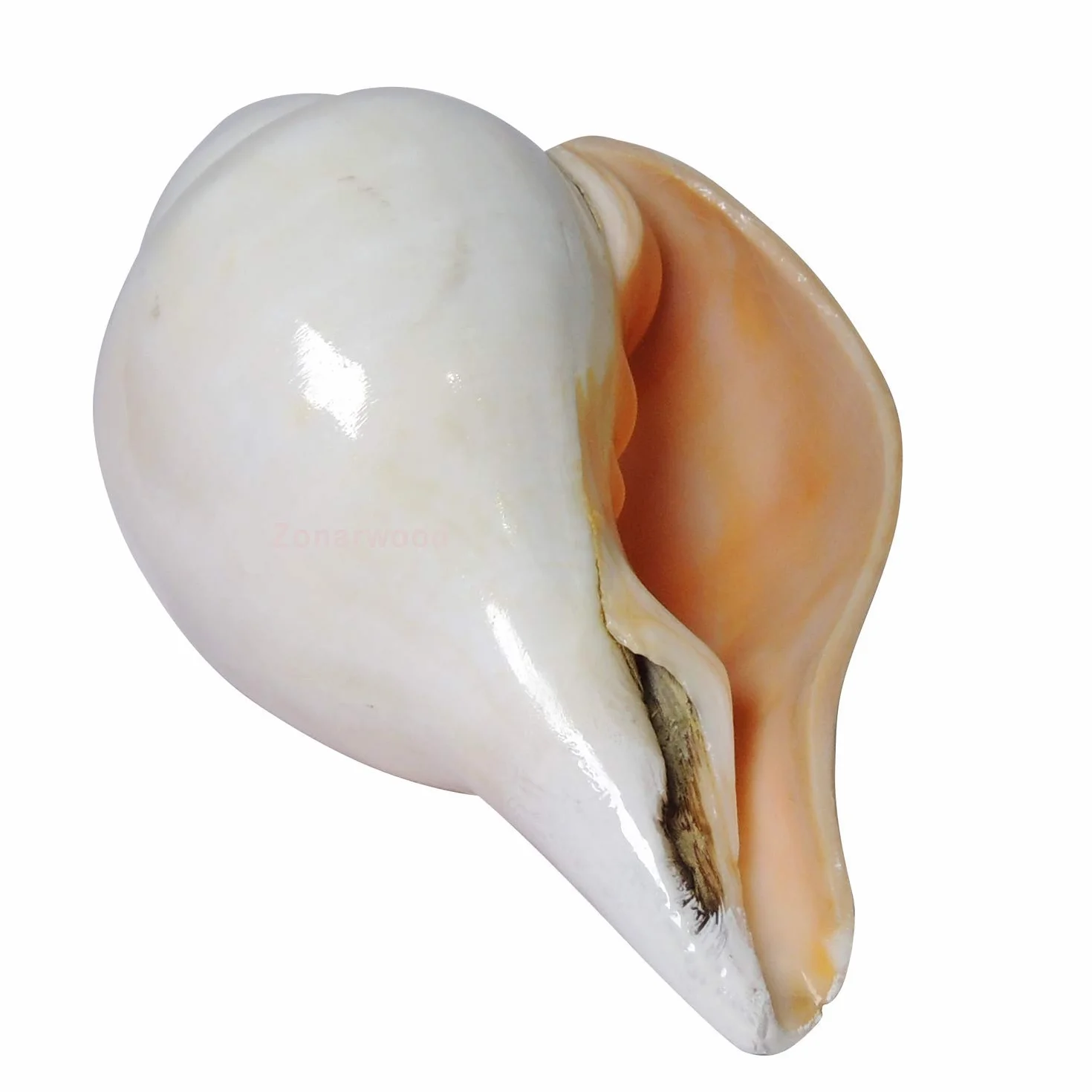 Original Blow Wave (VAMAVARTI BAJNEWALA) - Snail Shell - Loud and Big Vamavarti Blow Wave (White) ~ Shankha Clam Shells - Sea Clam for Lung Strength / Immunity 6 "inch