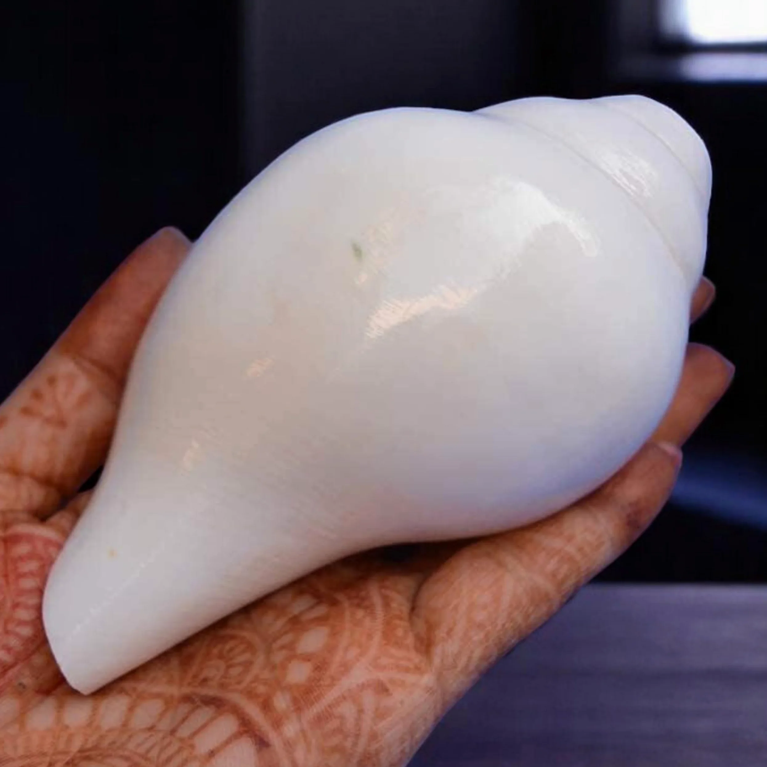 Original Blasender Schaft (VAMAVARTI BAJNEWALA) Schneckenmuschel – lauter und großer Vamavarti blätender Schaft (weiß) ~ Shankha-Muschelschalen – Meeresmuschel für Lungenstärke/Immunität 5" inch weiß