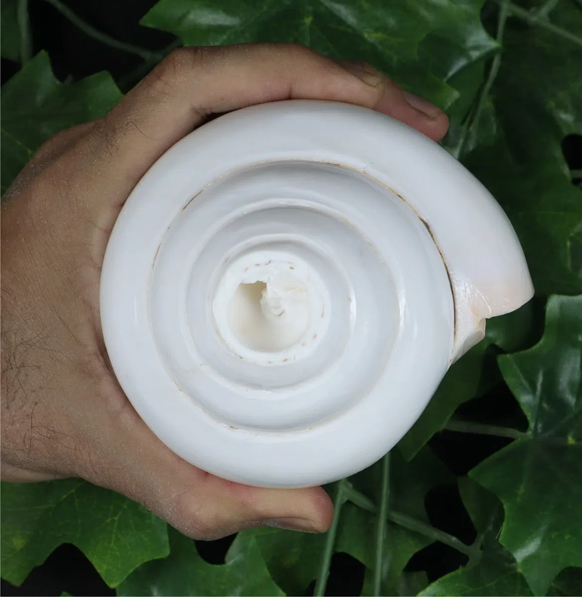 ASHIRWAD Original Blowing Shankh Vamavarti Dattatreya – Conch Muscheln – Puja Ritual – Plain Pooja Shankh – Shankhnaad (Länge: 20,3 cm Umfang: 30,5 cm)