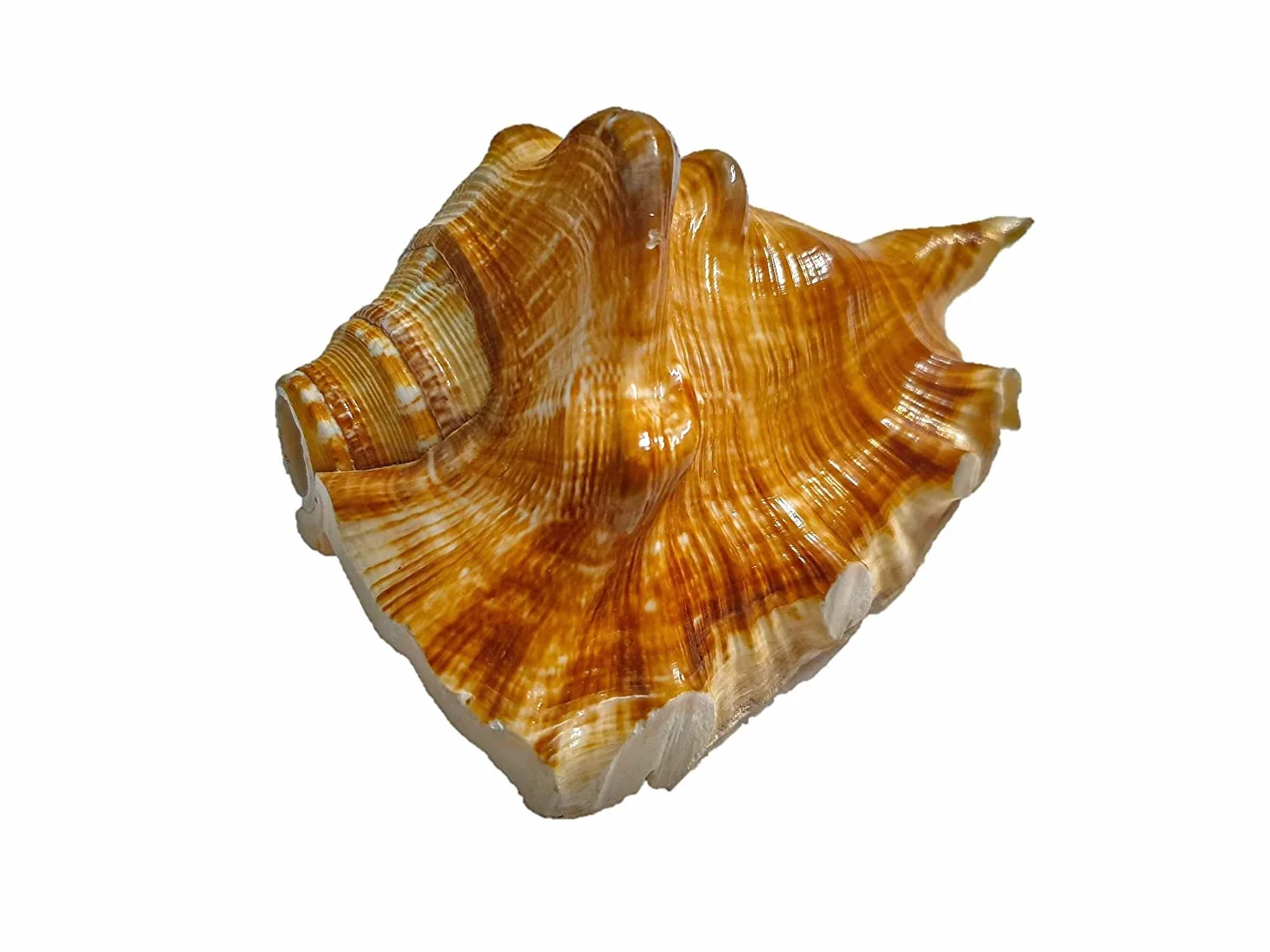 Aashita Creations Vamavarti Panchmukhi Shankh Pure Natural Shell | mit lautem Echo-Sound | Blowing Conch Shell | (L x B x H – 13 x 8,5 x 7 cm)