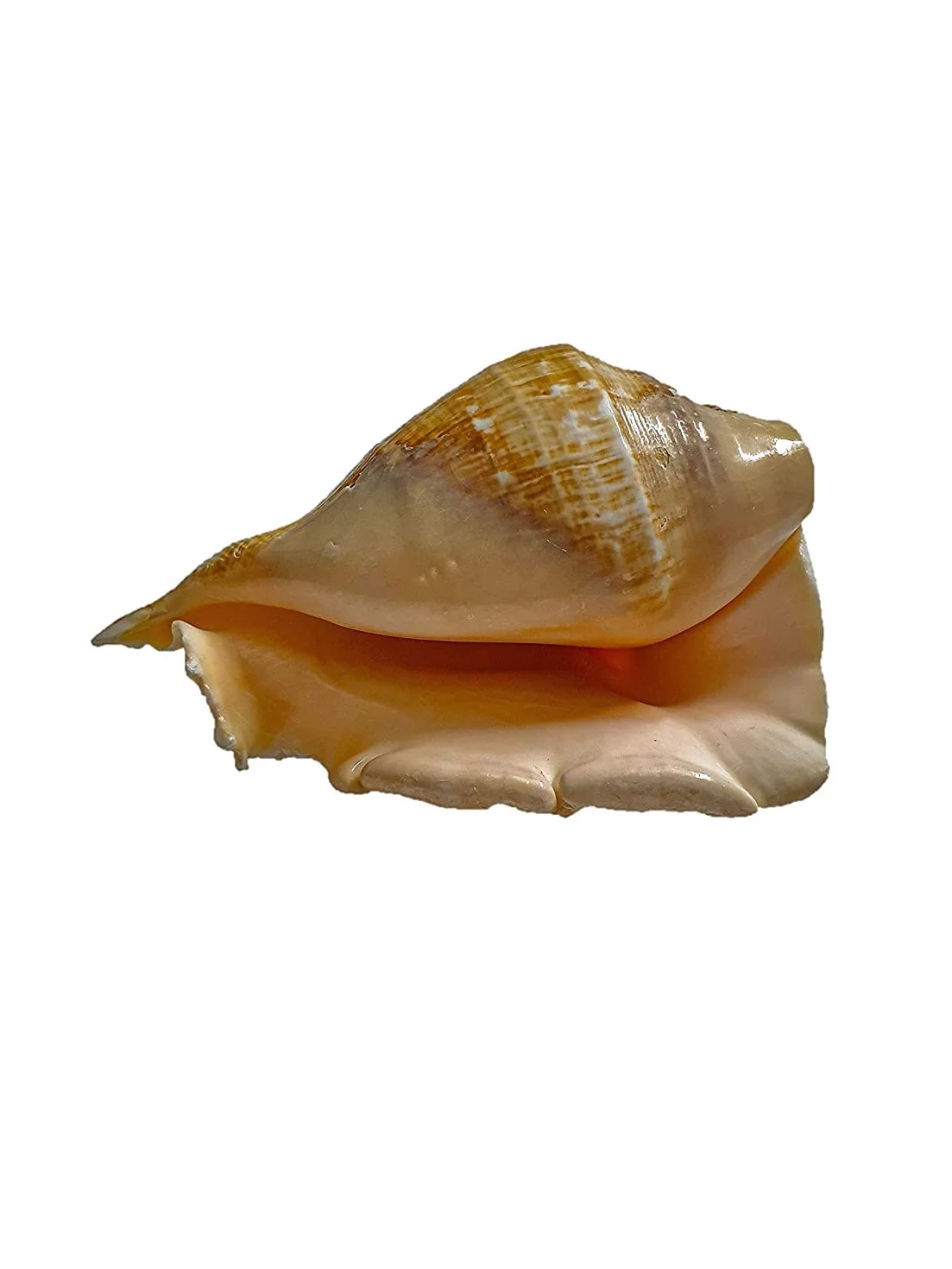 Aashita Creations Vamavarti Panchmukhi Shankh Pure Natural Shell | mit lautem Echo-Sound | Blowing Conch Shell | (L x B x H – 13 x 8,5 x 7 cm)