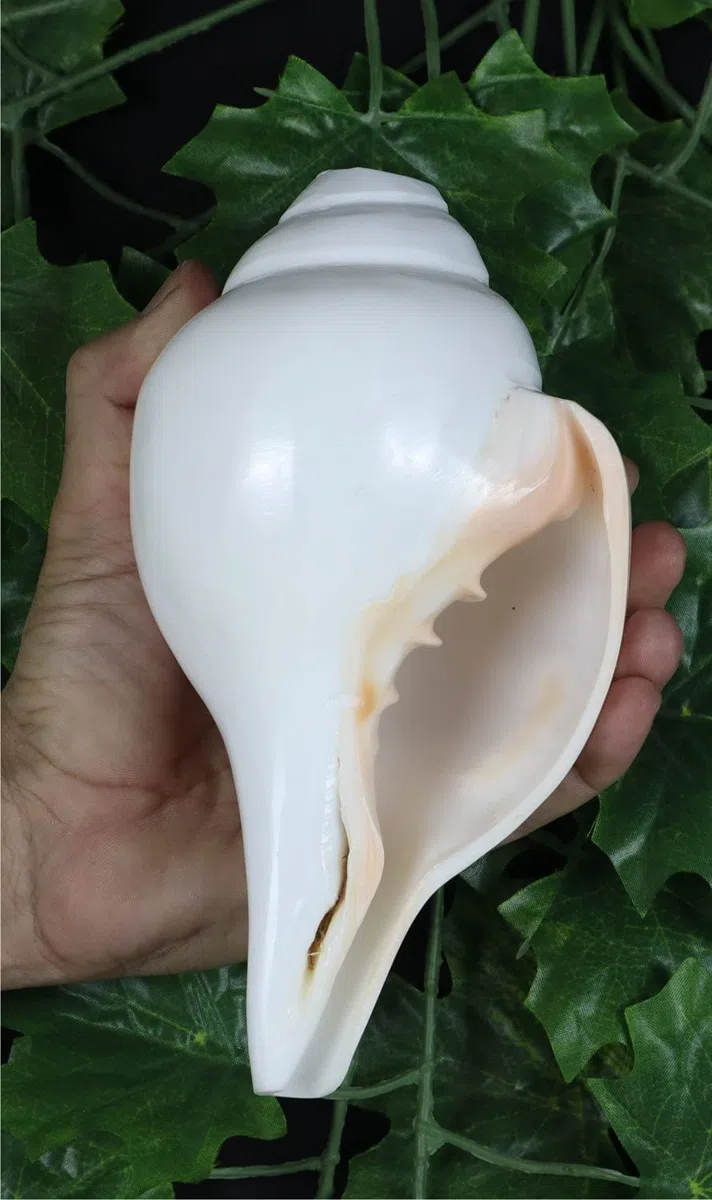 ASHIRWAD Original Blowing Shankh Vamavarti Dattatreya – Conch Muscheln – Puja Ritual – Plain Pooja Shankh – Shankhnaad (Länge: 20,3 cm Umfang: 30,5 cm)