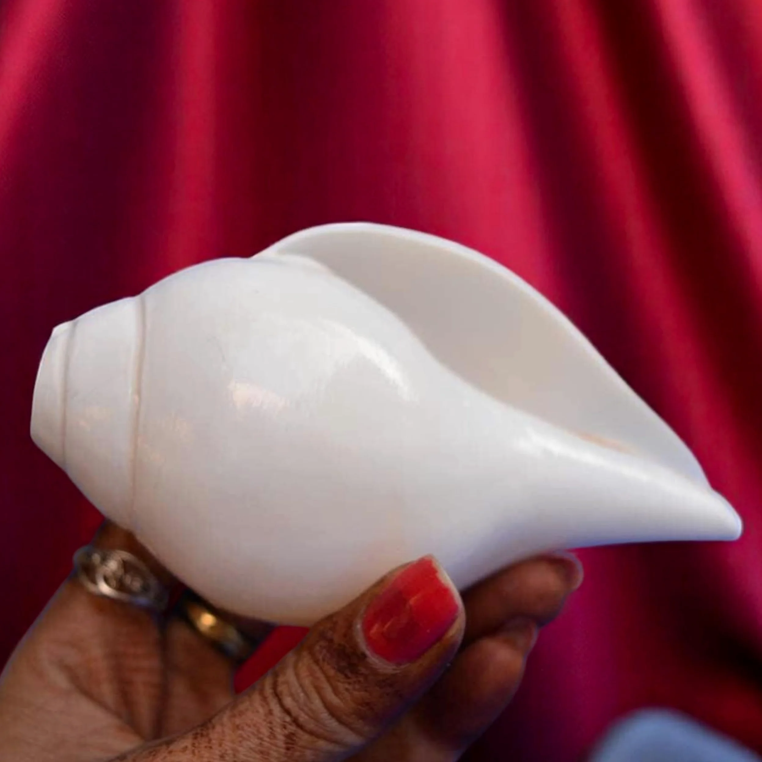 Original Blasender Schaft (VAMAVARTI BAJNEWALA) Schneckenmuschel – lauter und großer Vamavarti blätender Schaft (weiß) ~ Shankha-Muschelschalen – Meeresmuschel für Lungenstärke/Immunität 5" inch weiß