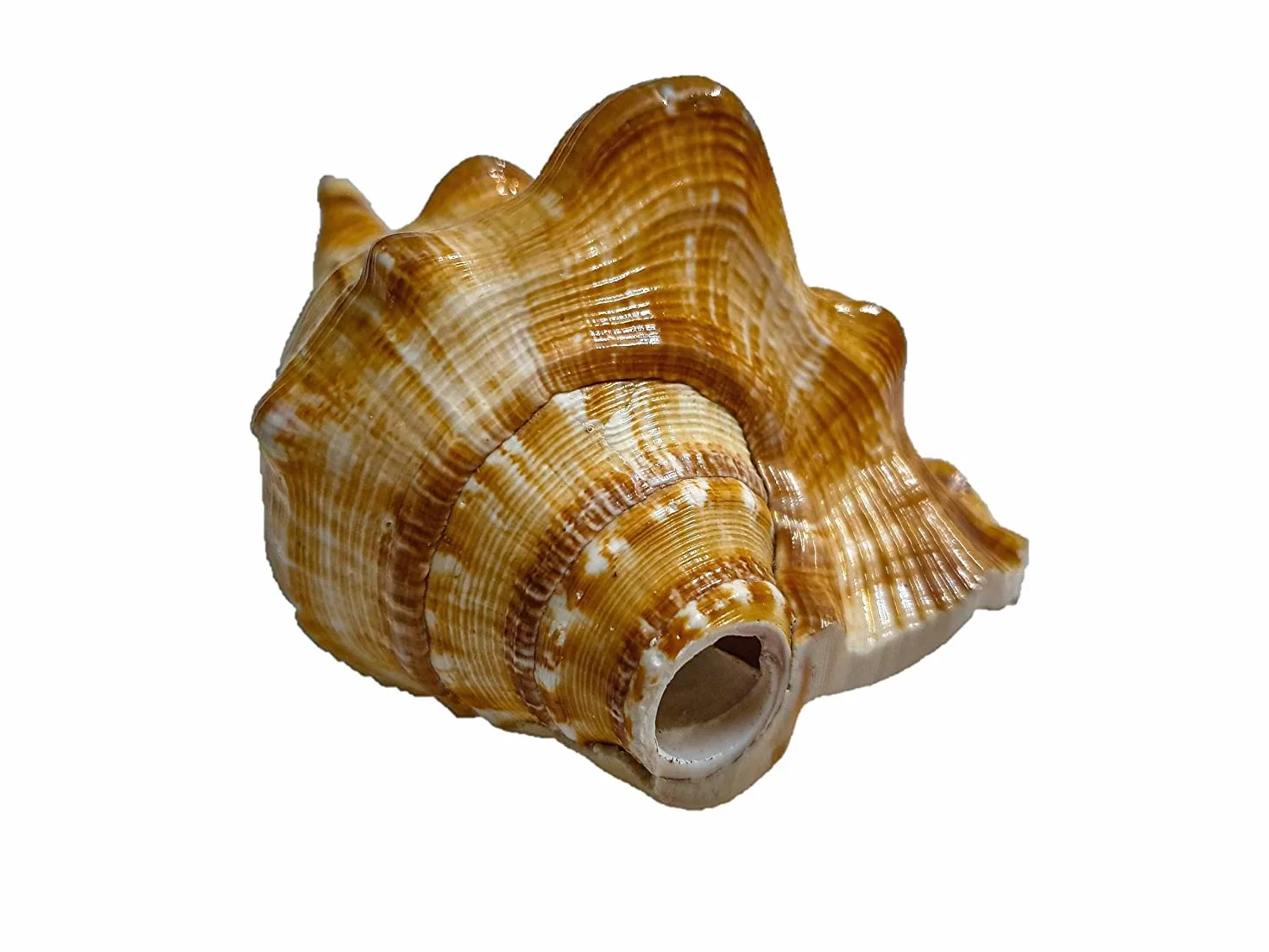 Aashita Creations Vamavarti Panchmukhi Shankh Pure Natural Shell | mit lautem Echo-Sound | Blowing Conch Shell | (L x B x H – 13 x 8,5 x 7 cm)