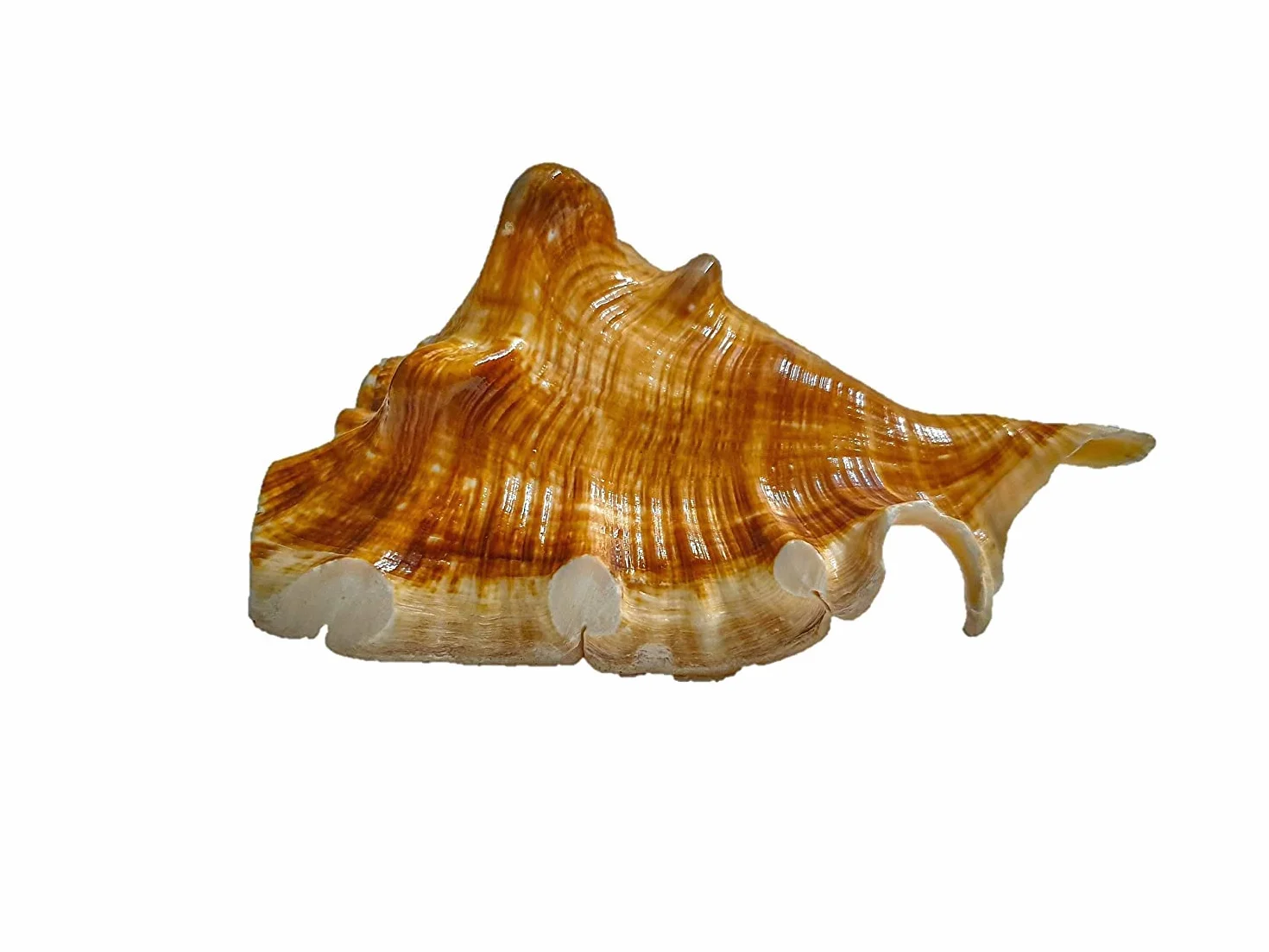 Aashita Creations Vamavarti Panchmukhi Shankh Pure Natural Shell | mit lautem Echo-Sound | Blowing Conch Shell | (L x B x H – 13 x 8,5 x 7 cm)