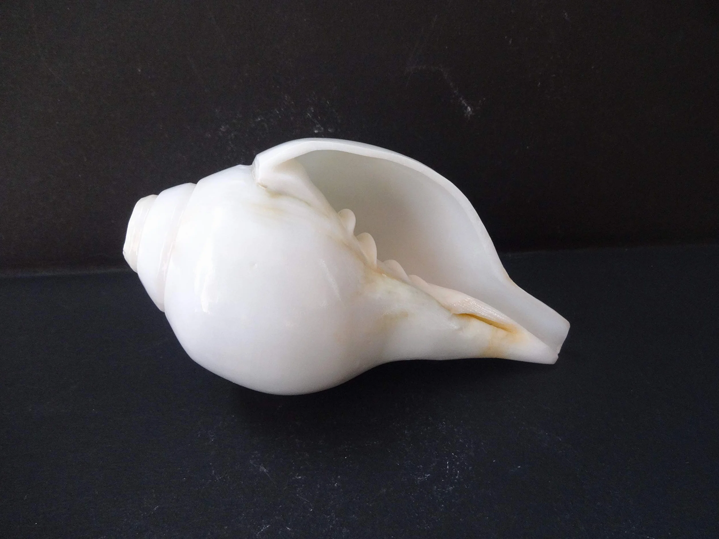 Original Blow Wave (VAMAVARTI BAJNEWALA) - Snail Shell - Loud and Big Vamavarti Blow Wave (White) ~ Shankha Clam Shells - Sea Clam for Lung Strength / Immunity 6 "inch