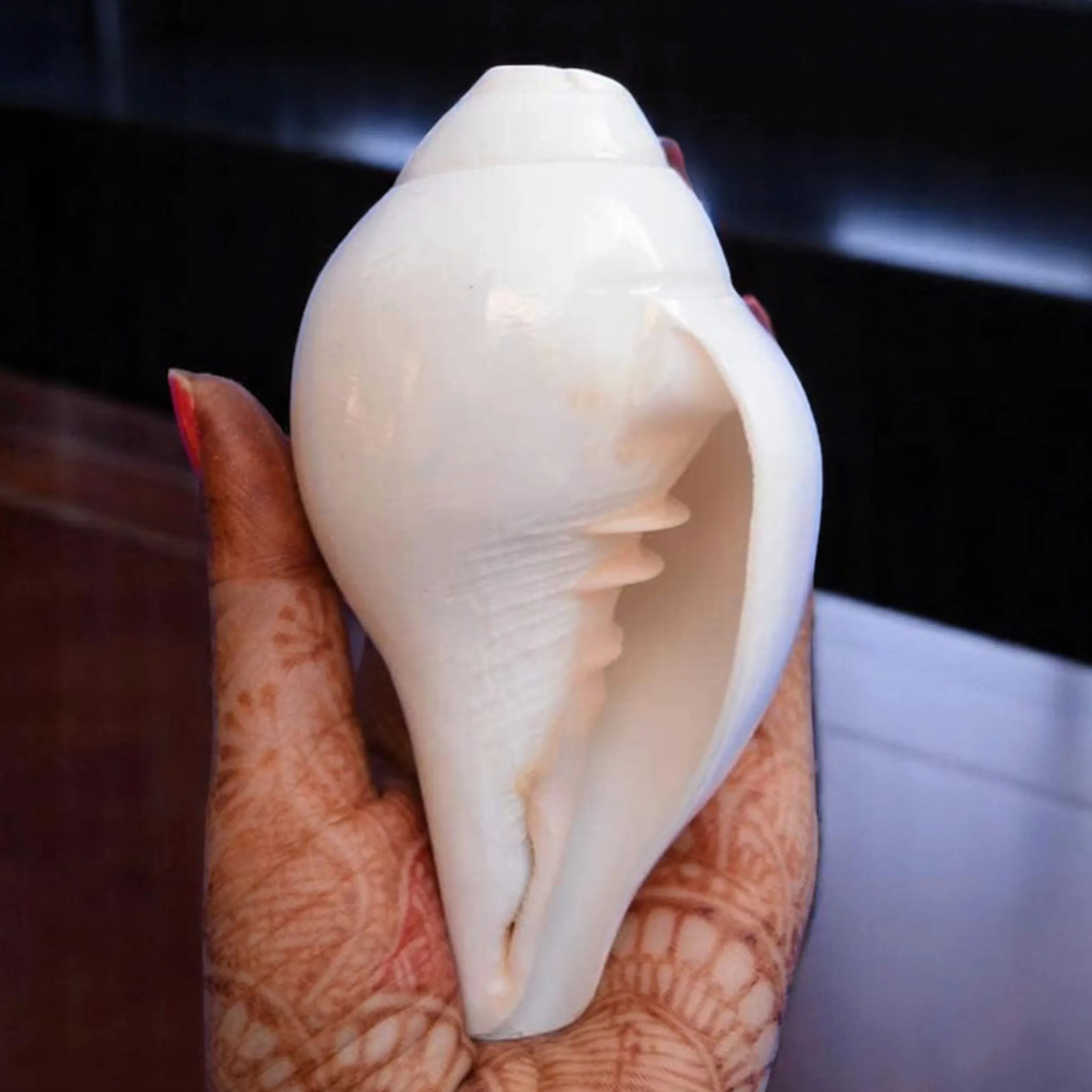 Original Blasender Schaft (VAMAVARTI BAJNEWALA) Schneckenmuschel – lauter und großer Vamavarti blätender Schaft (weiß) ~ Shankha-Muschelschalen – Meeresmuschel für Lungenstärke/Immunität 5" inch weiß