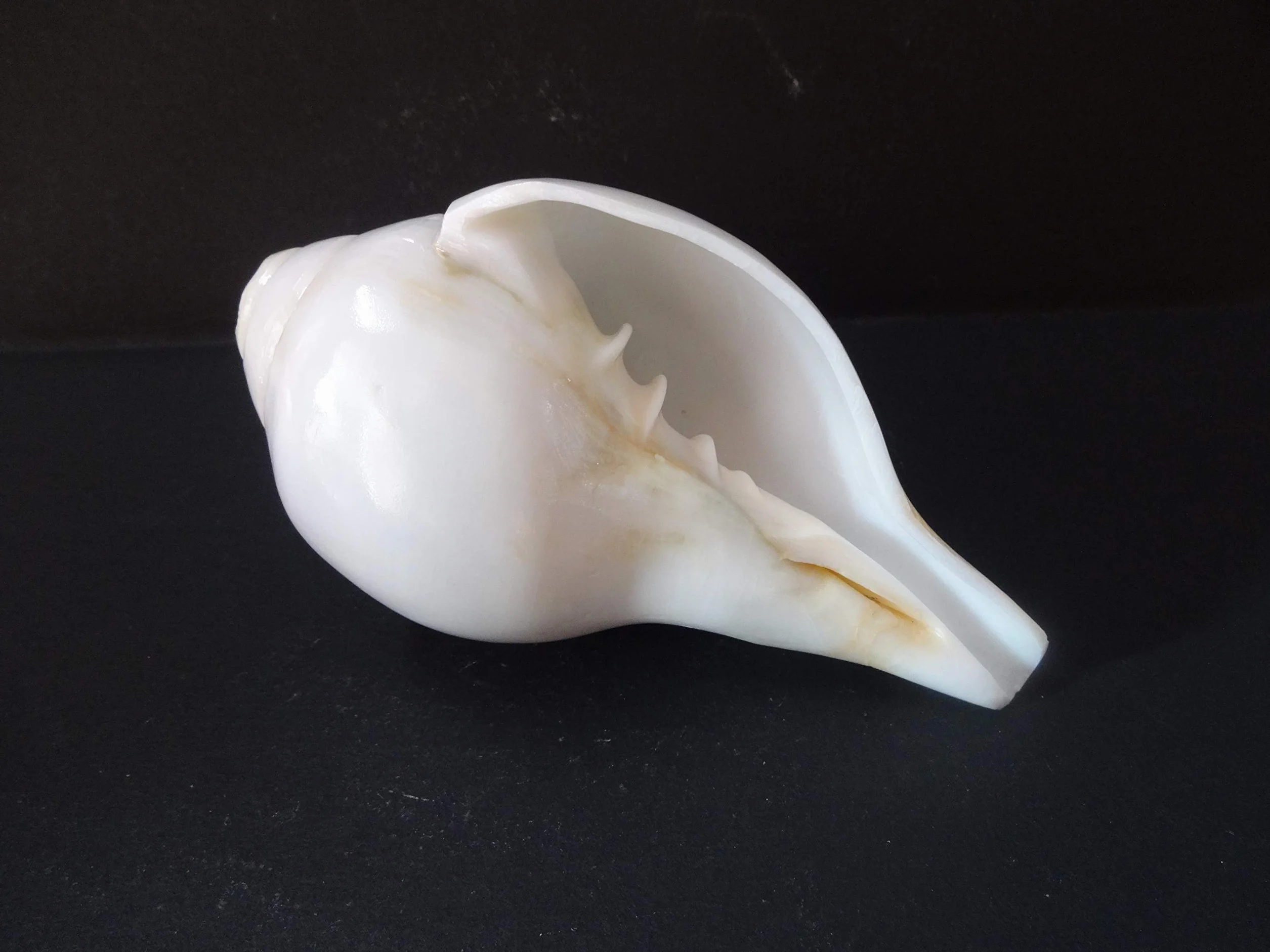 Original Blow Wave (VAMAVARTI BAJNEWALA) - Snail Shell - Loud and Big Vamavarti Blow Wave (White) ~ Shankha Clam Shells - Sea Clam for Lung Strength / Immunity 6 "inch